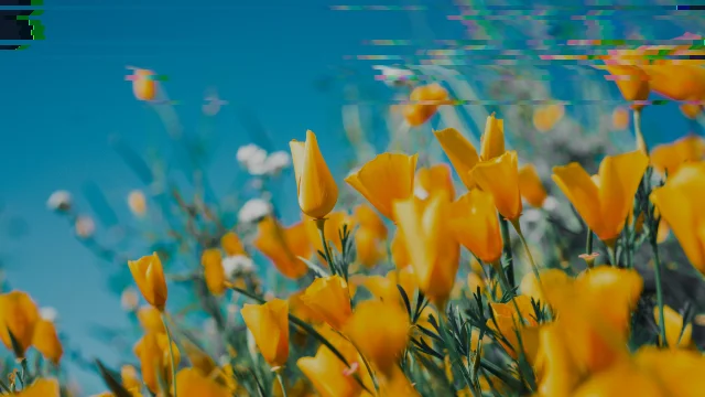 Prismatic Slit Scan Photo Animation Template – Landscape, 5s animated template preview