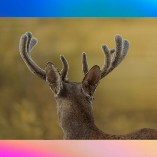 Heat Mirage Photo Animation Template – Square, 6s animated template preview